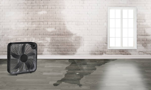 Best Ceiling water damage repair  in Northglenn, CO